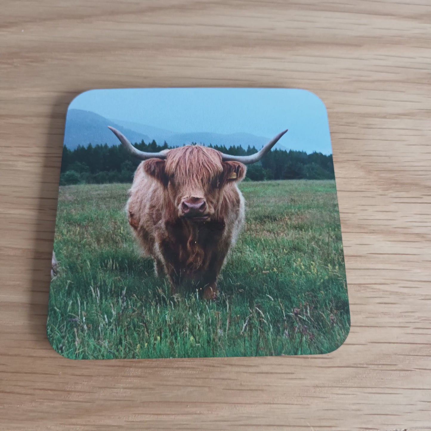 Cute Highland Cow in Glen Feshie Coaster.