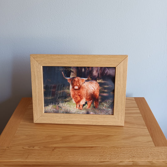Highland Cow. Forest .9 x7