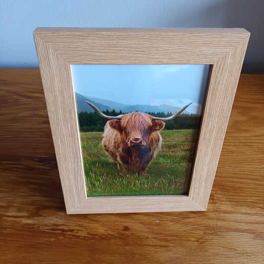 Highland cow.  Glen Feshie  9 x 7