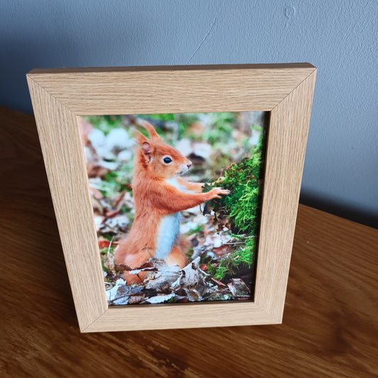 Red Squirrel, oak frame  9 x 7 inchs