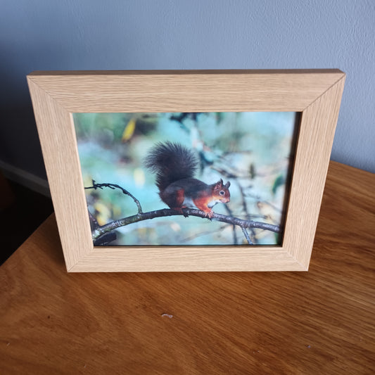 Red Squirrel, oak frame  9 x 7 inch