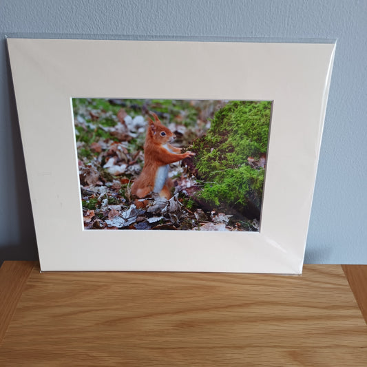 Cute Red Squirrel standing to attention window mounted print