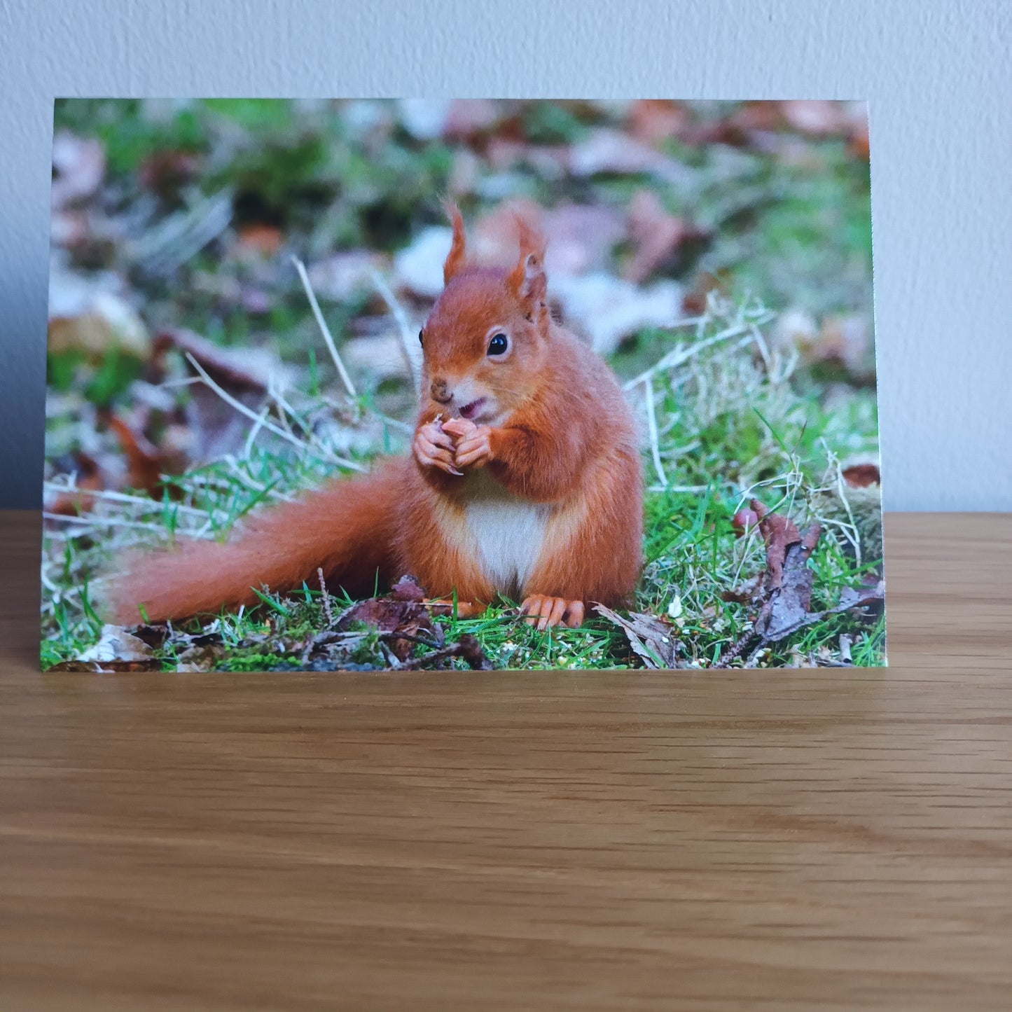 Red squirrel. Eating a nut