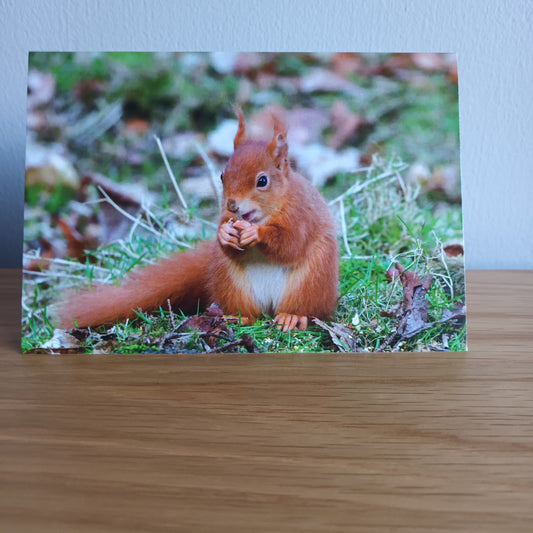 Red squirrel.  Eating a nut