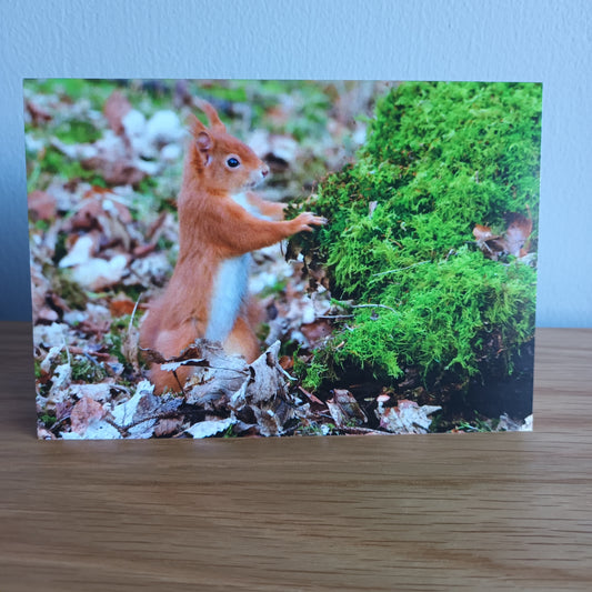 Red Squirrel standing.