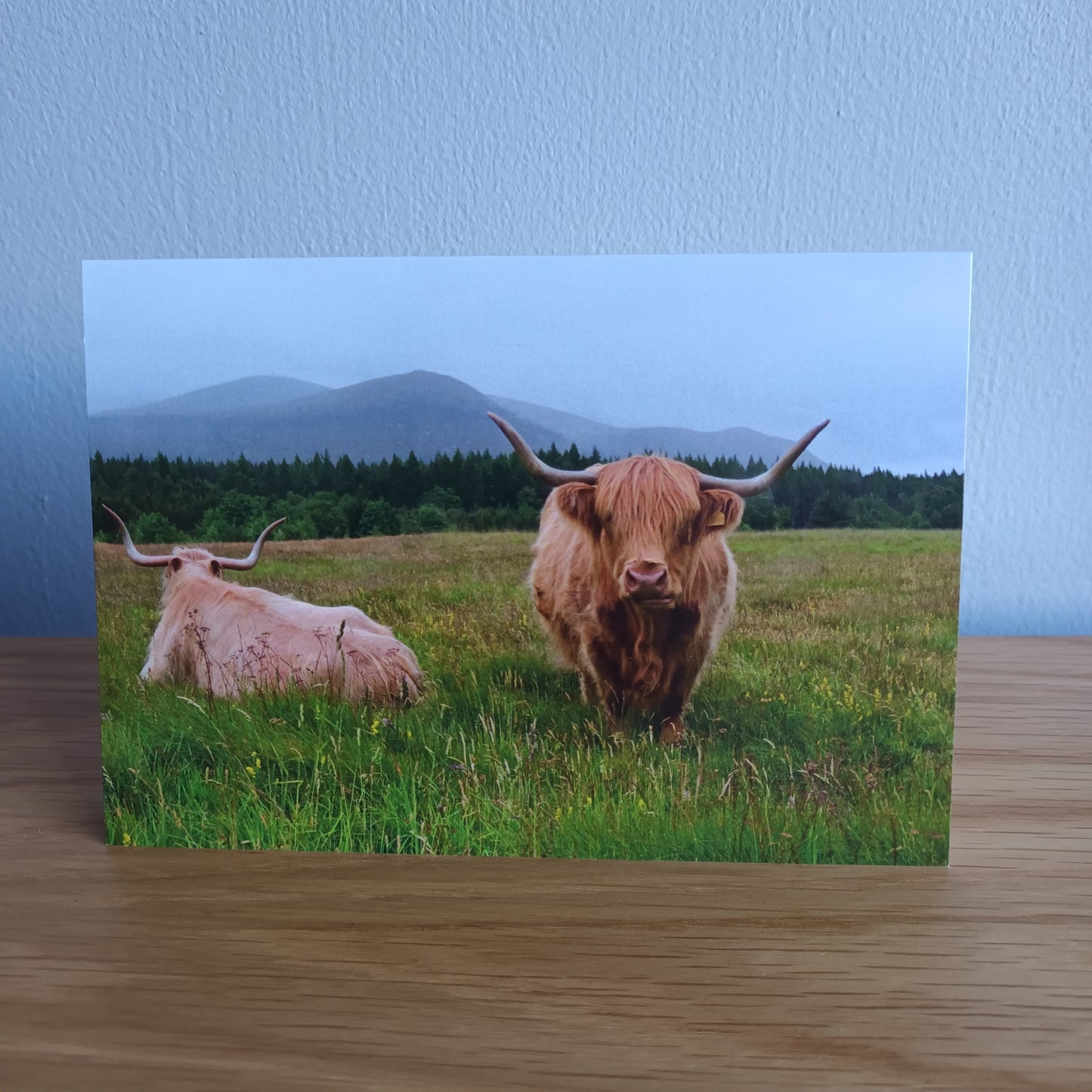 Highland Cow. Glen Feshie