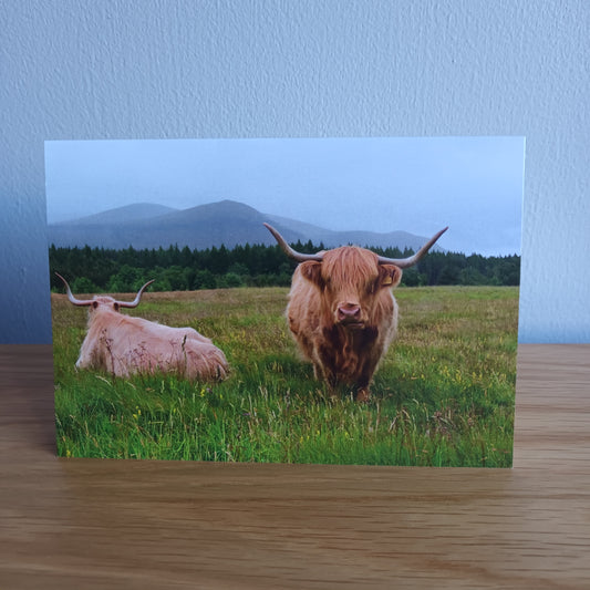 Highland Cow. Glen Feshie 