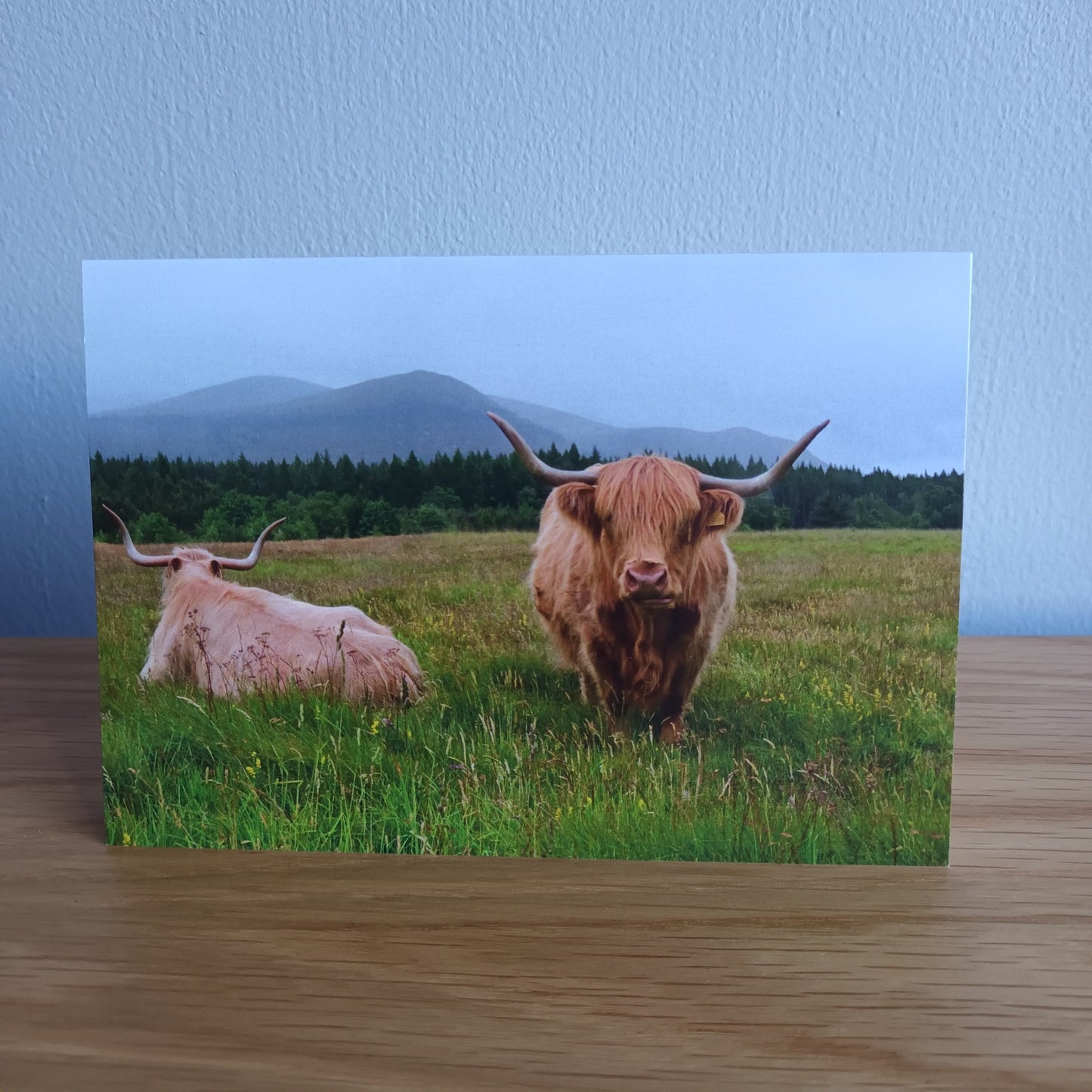 Highland Cow. Glen Feshie