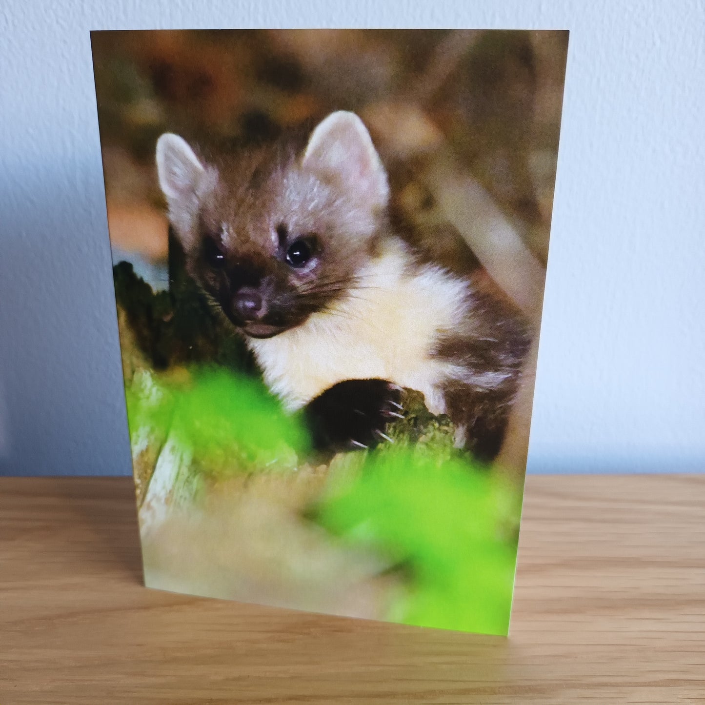 Pine Marten looking forward