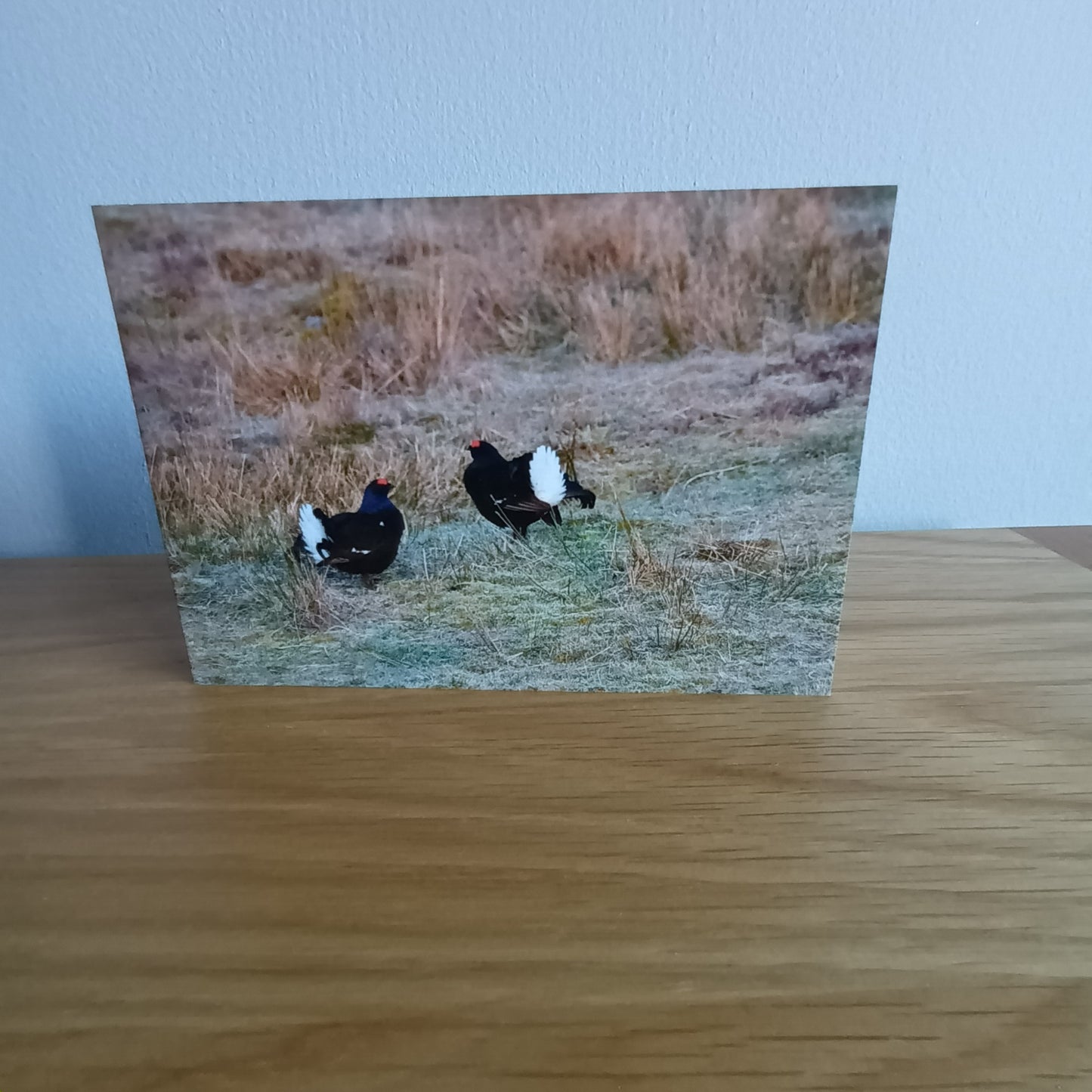 Blank Card  (Black Grouse Courtship Display)