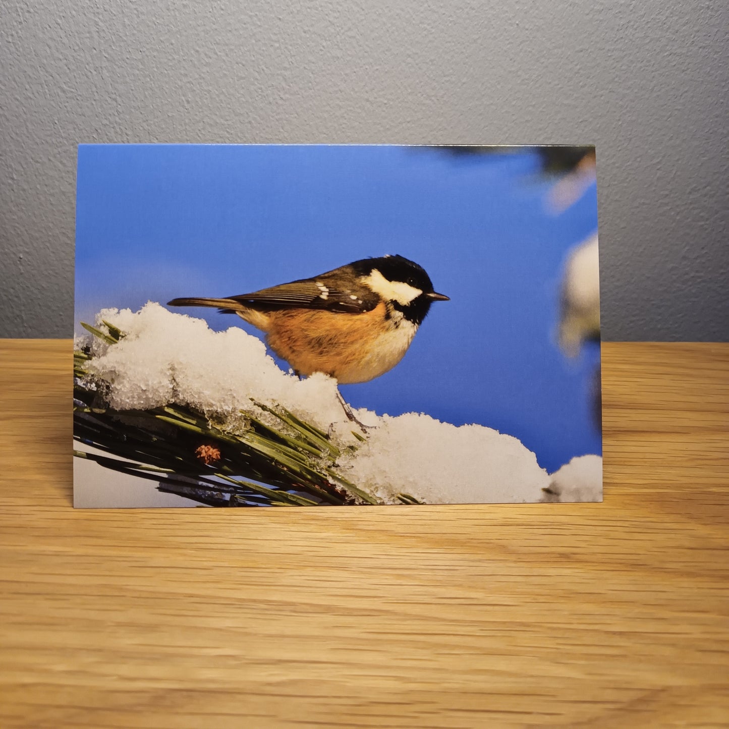 Coal Tit, Blue sky, snow, pine branch. Card. Blank Card