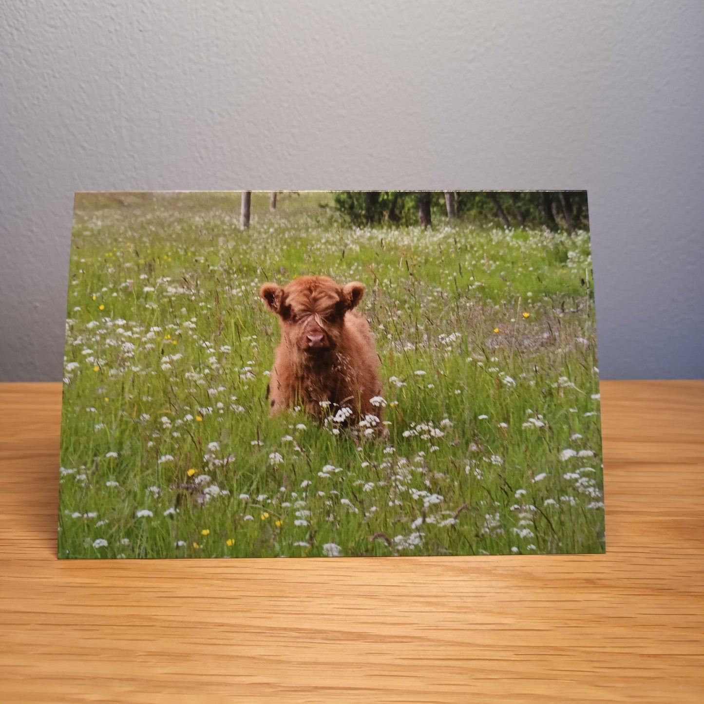 Highland Cow Calf card