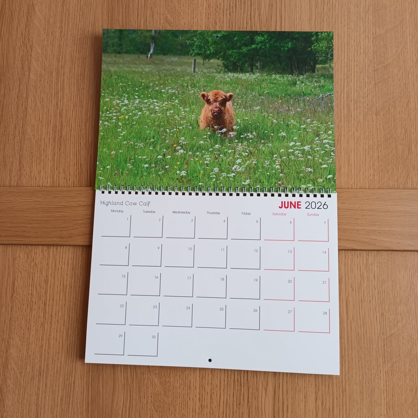 Highland Cow Calf, June