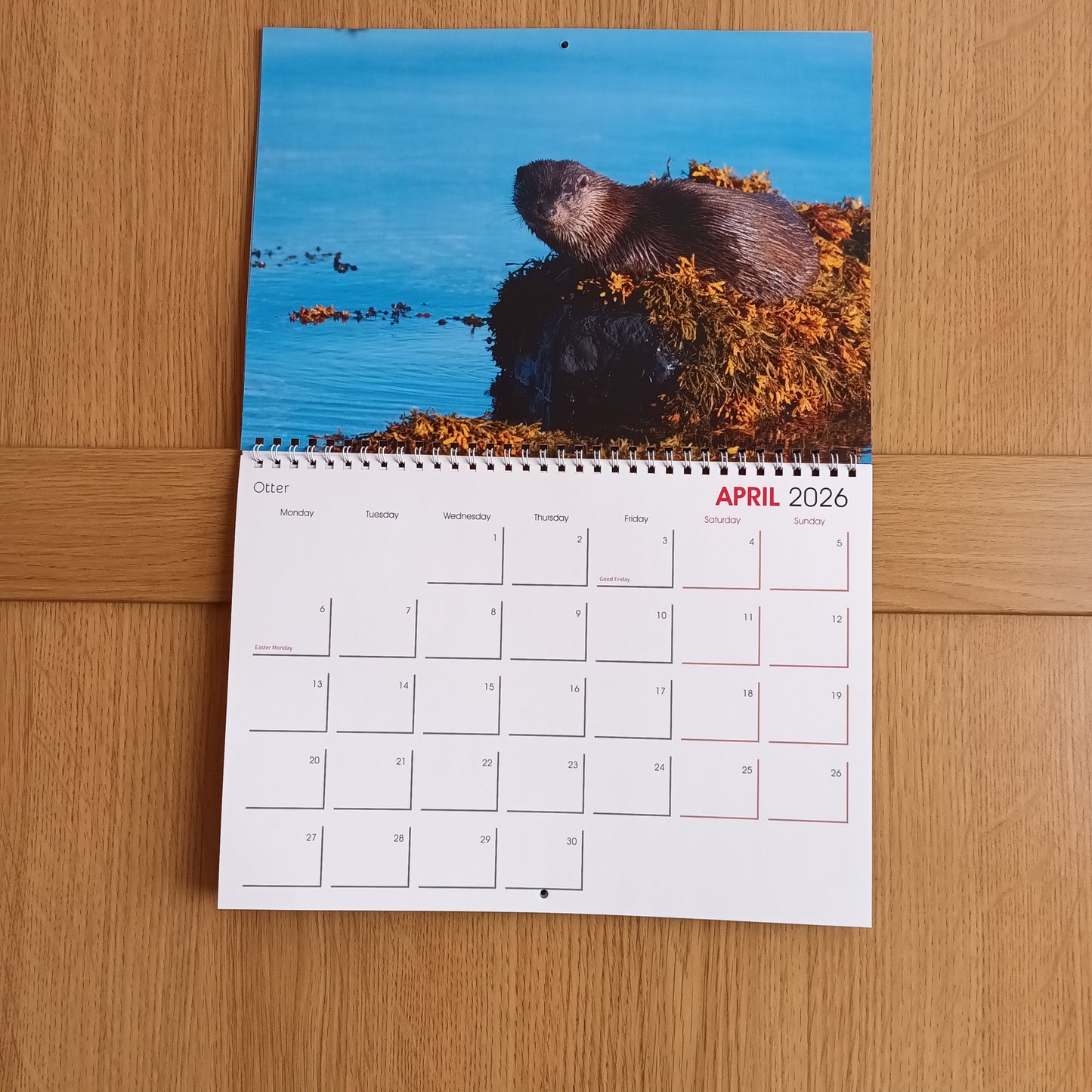 Otter, April