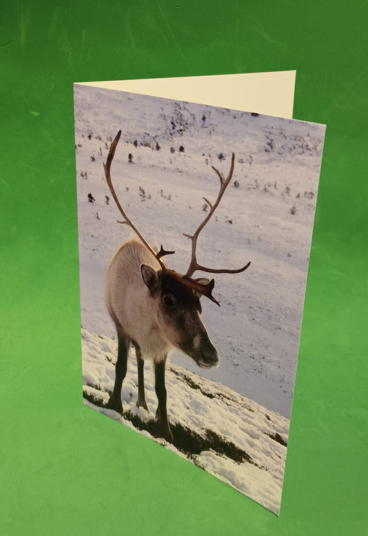 Cute photograph of 'Morven the Reindeer`