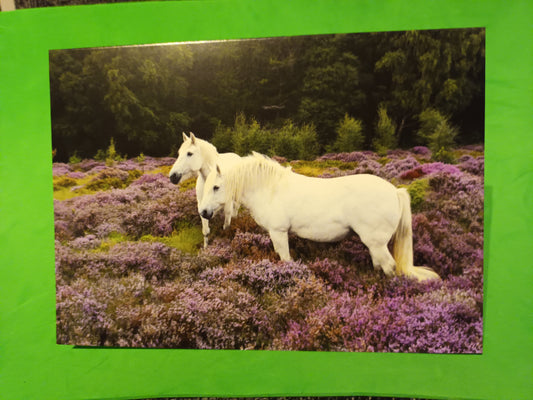 Blank card. Highland Ponies, Glen Feshie