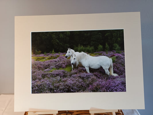 Cute Highland Ponies in Purple Heather, Cairngorms National Park window mounted print.