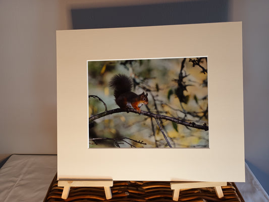 Cute Red Squirrel window mounted print 