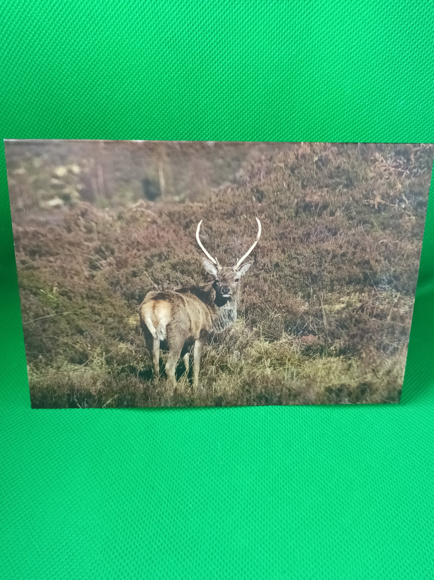 Red Deer Stag