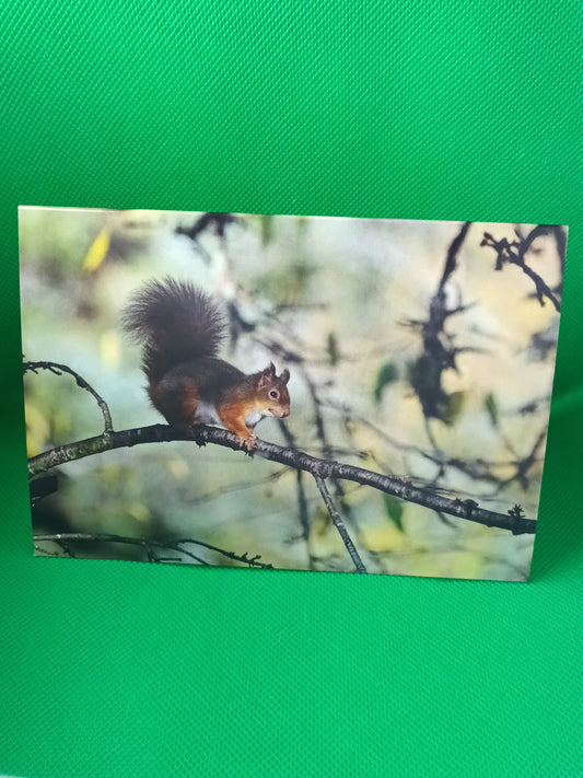 Blank Card  (Red Squirrel)