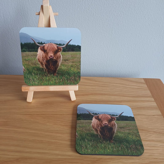 Cute Highland Cow in Glen Feshie Coaster.