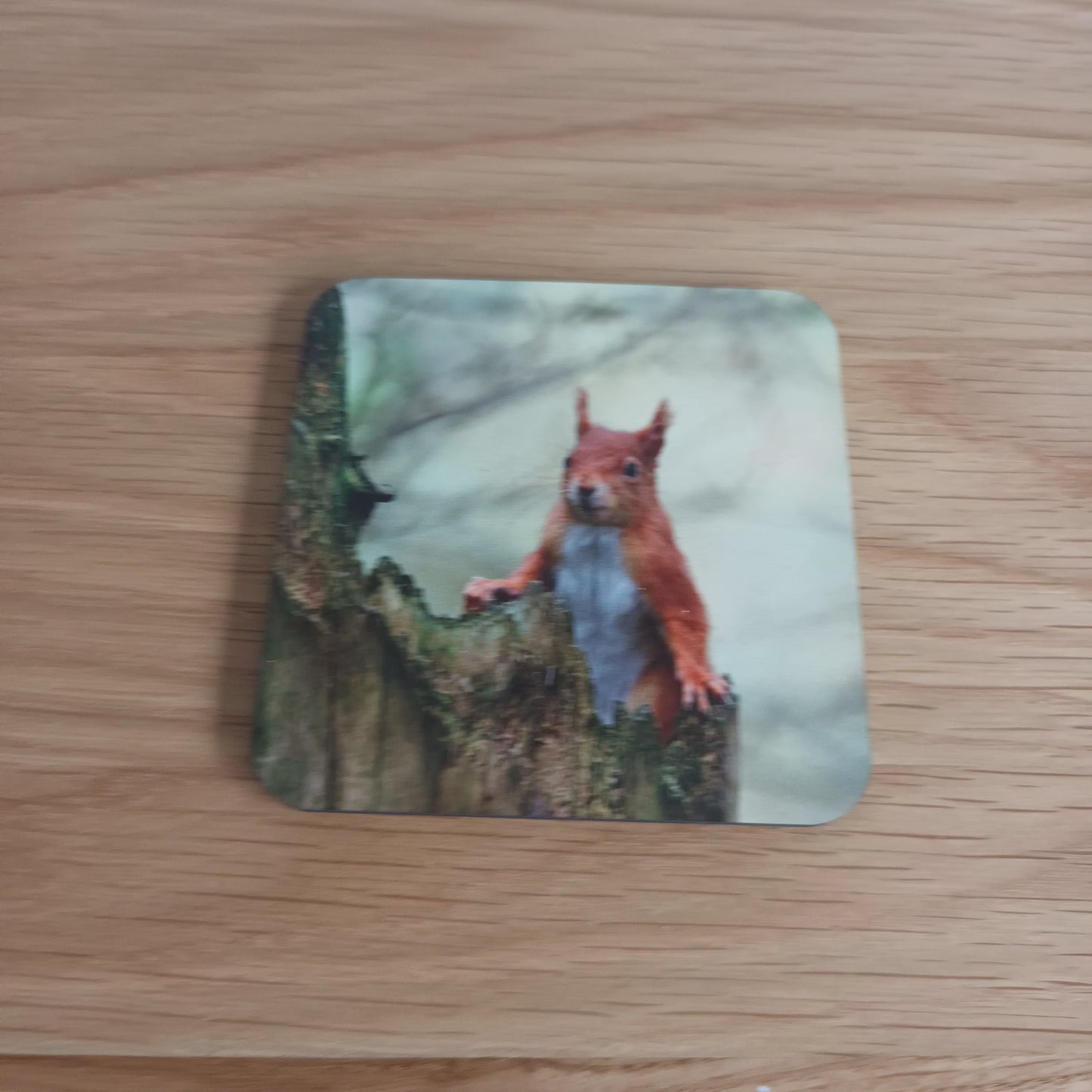 Cute Red Squirrel (looking forward) Coaster