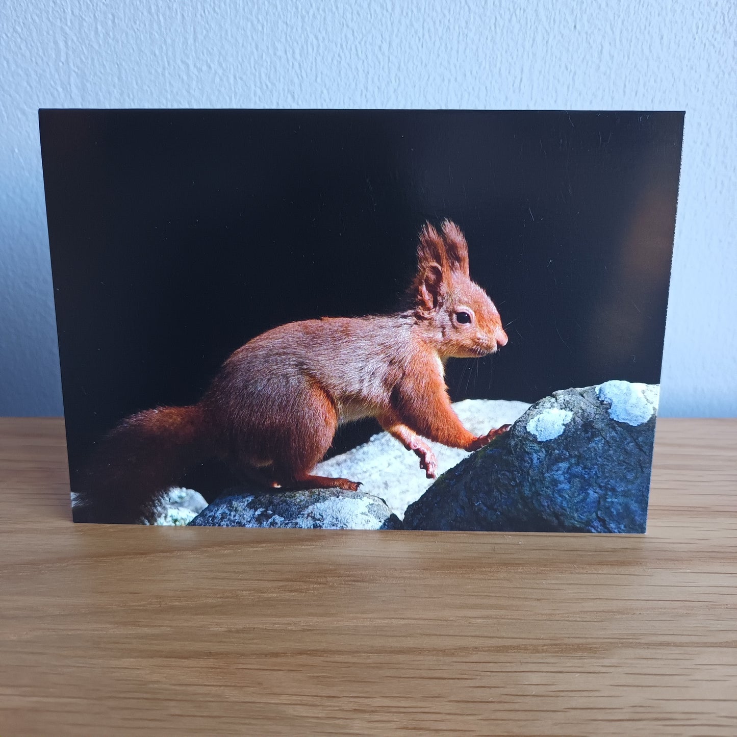 Red Squirrel on a stone wall