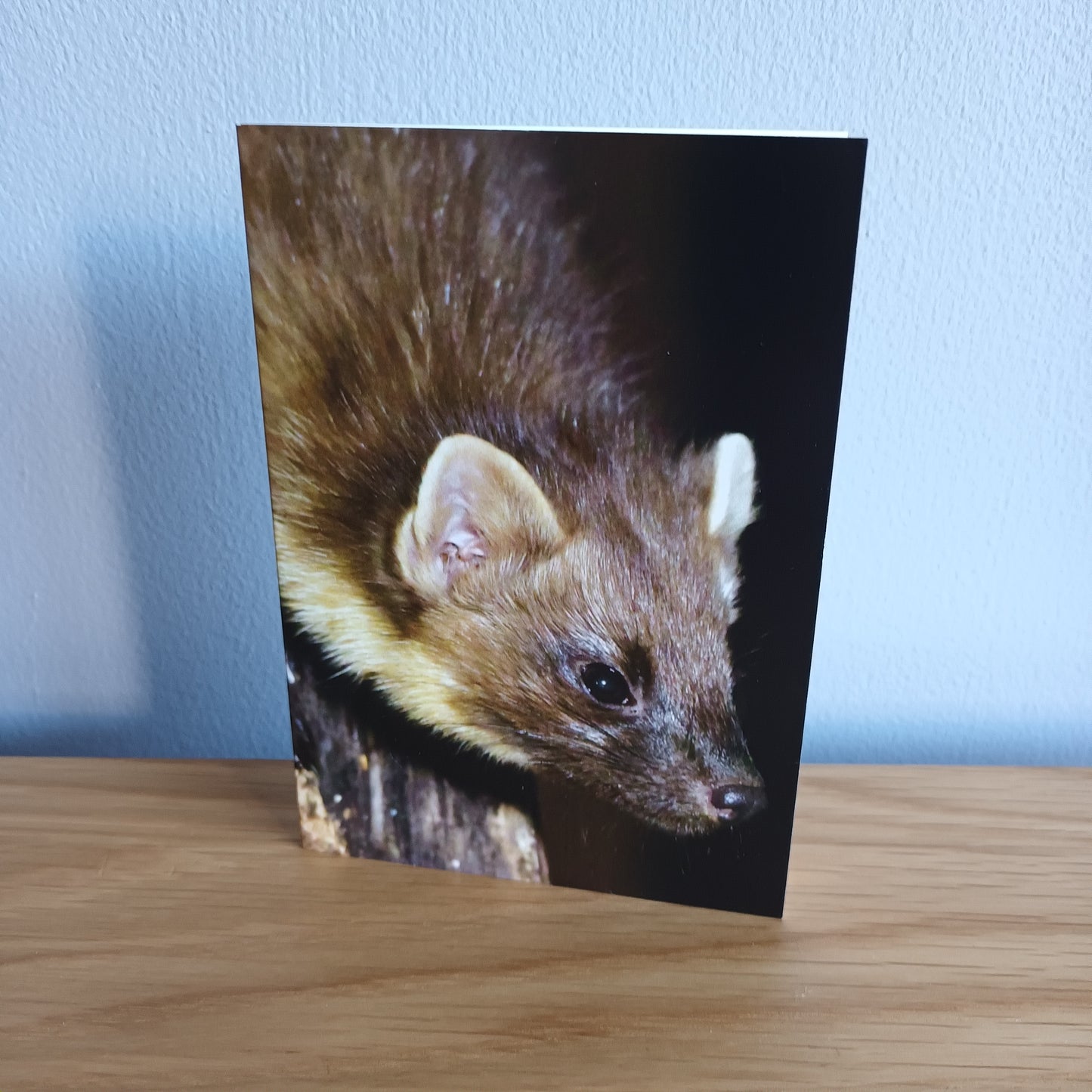 Pine Marten 