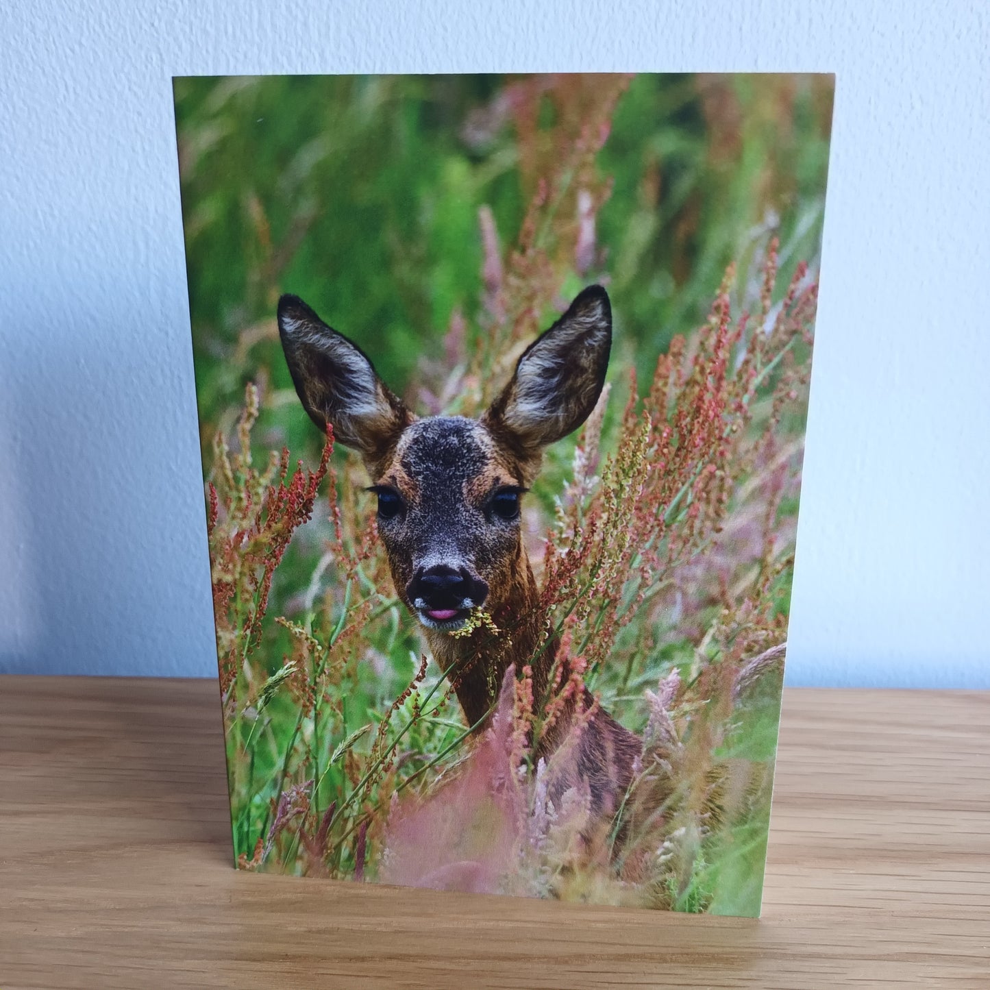 Roe Deer