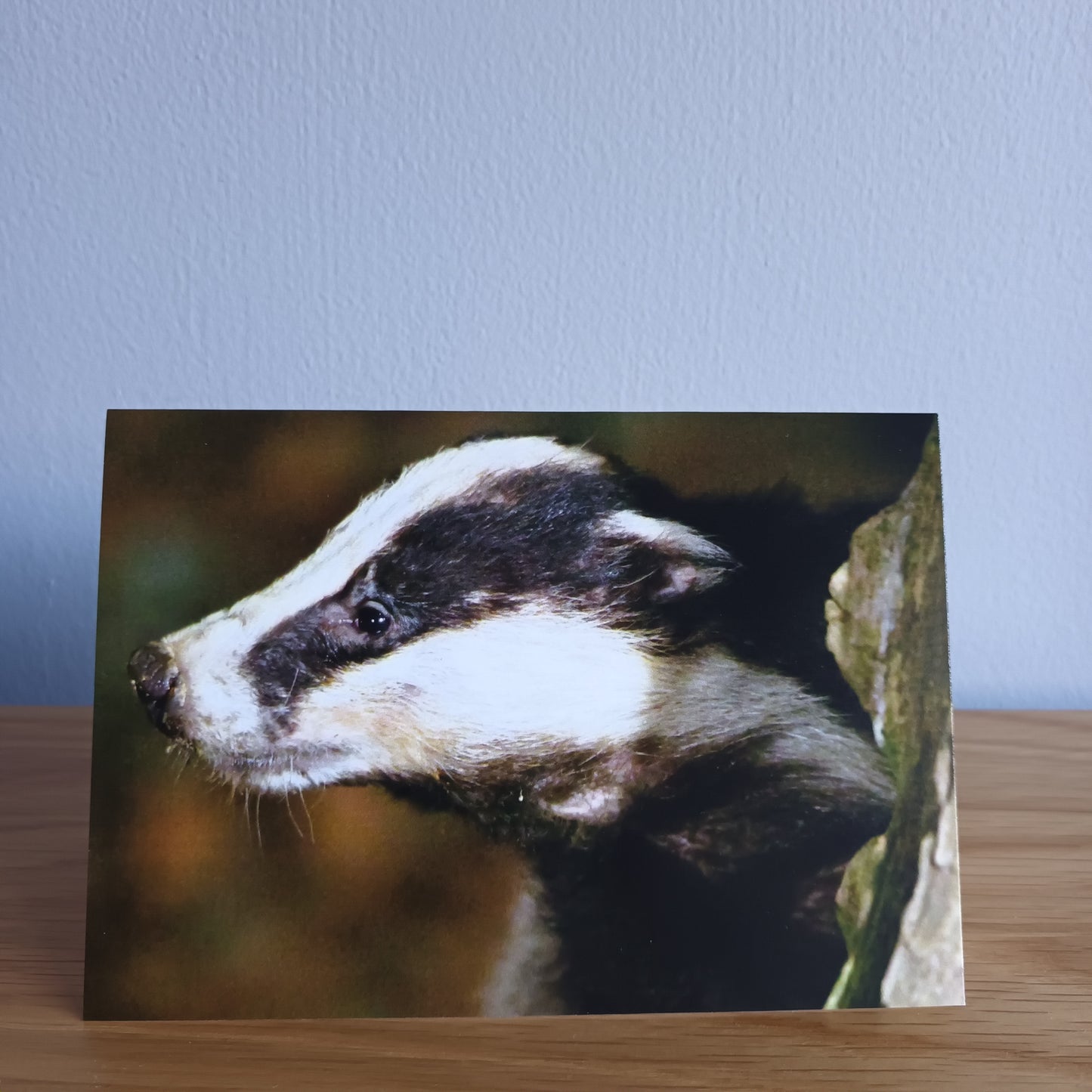 Badger