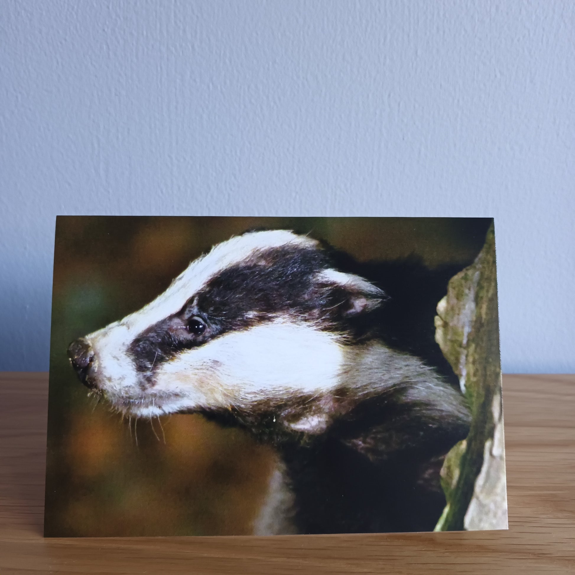Badger