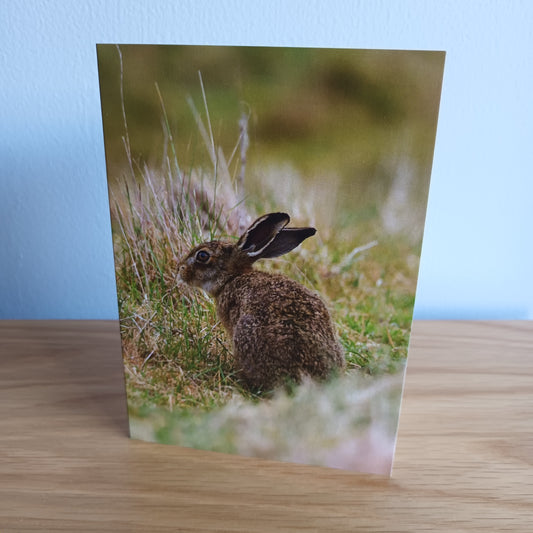 Brown Hare