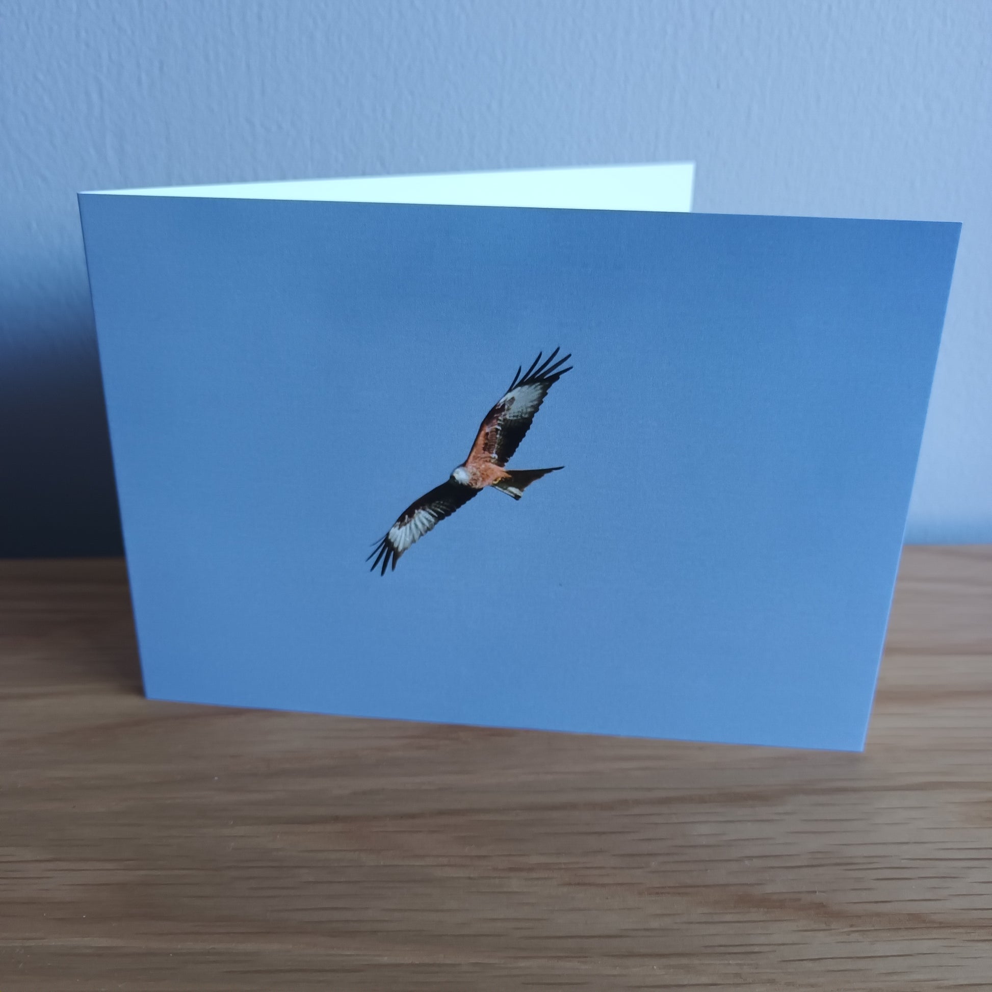 Red Kite flying 