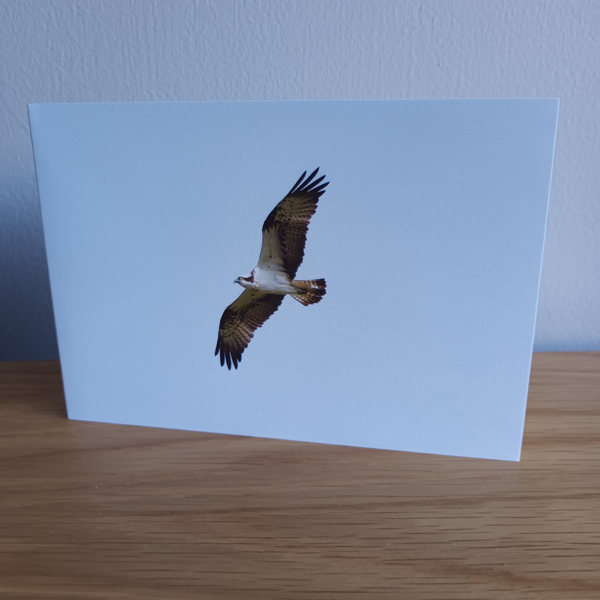 Osprey. Flying