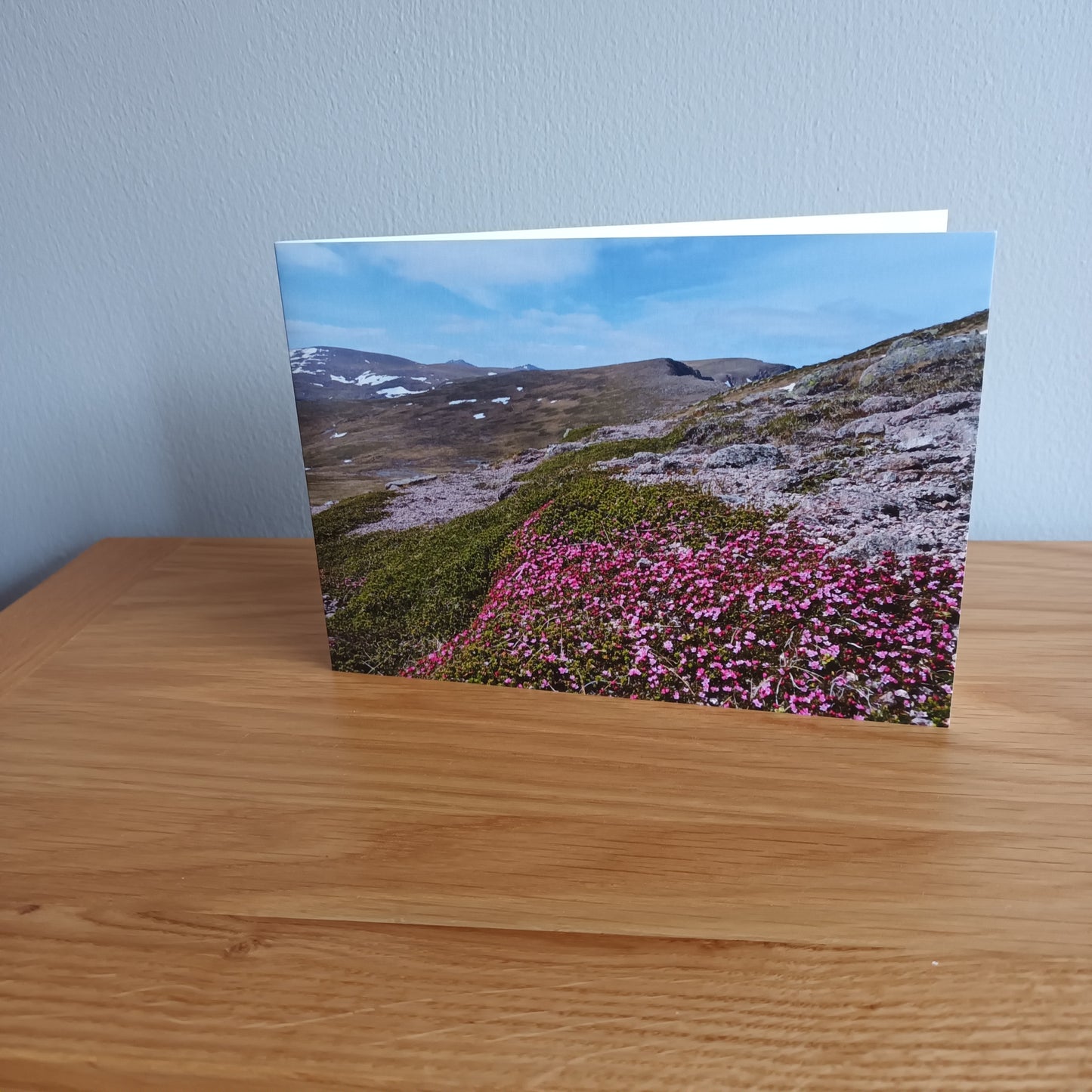 Creeping azalea.Cairngorms Plateau.