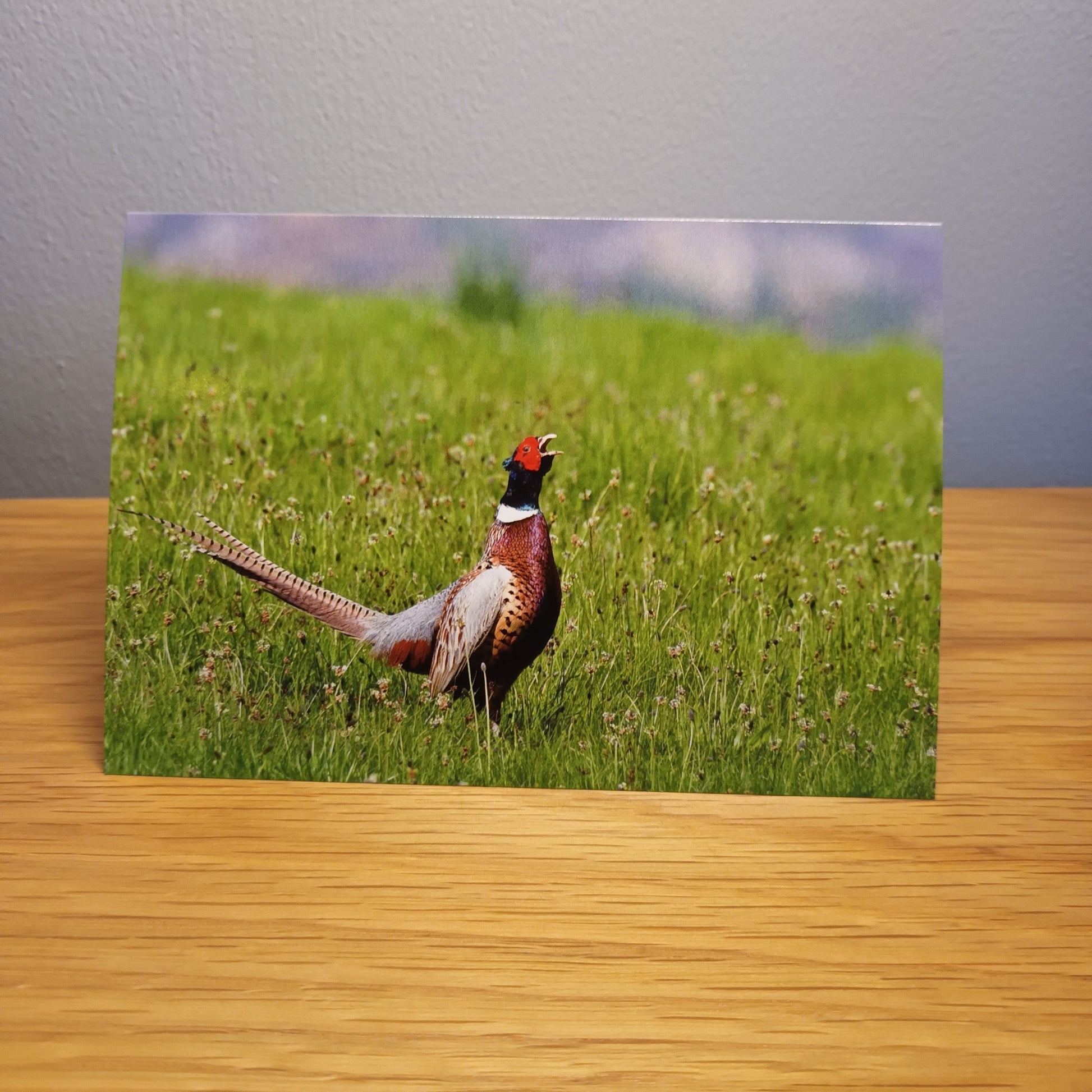 Pheasant crowing,  greetings card, Highlands Scotland 