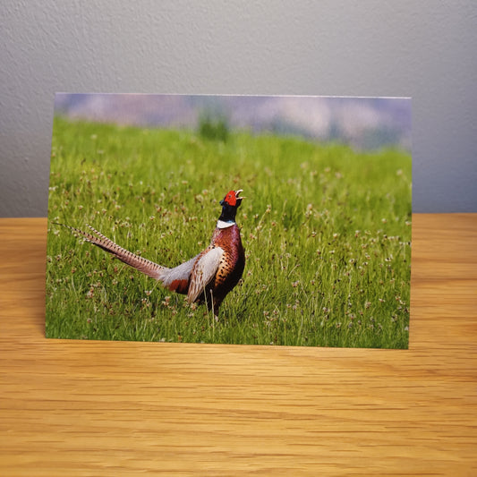 Pheasant crowing,  greetings card, Highlands Scotland 