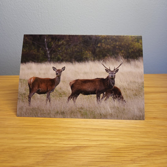  Red Deer (Stag and Hind) , card, Highlands, Scotland. 