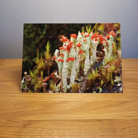   Devil's Matchsticks , Highlands,Scotland, Card