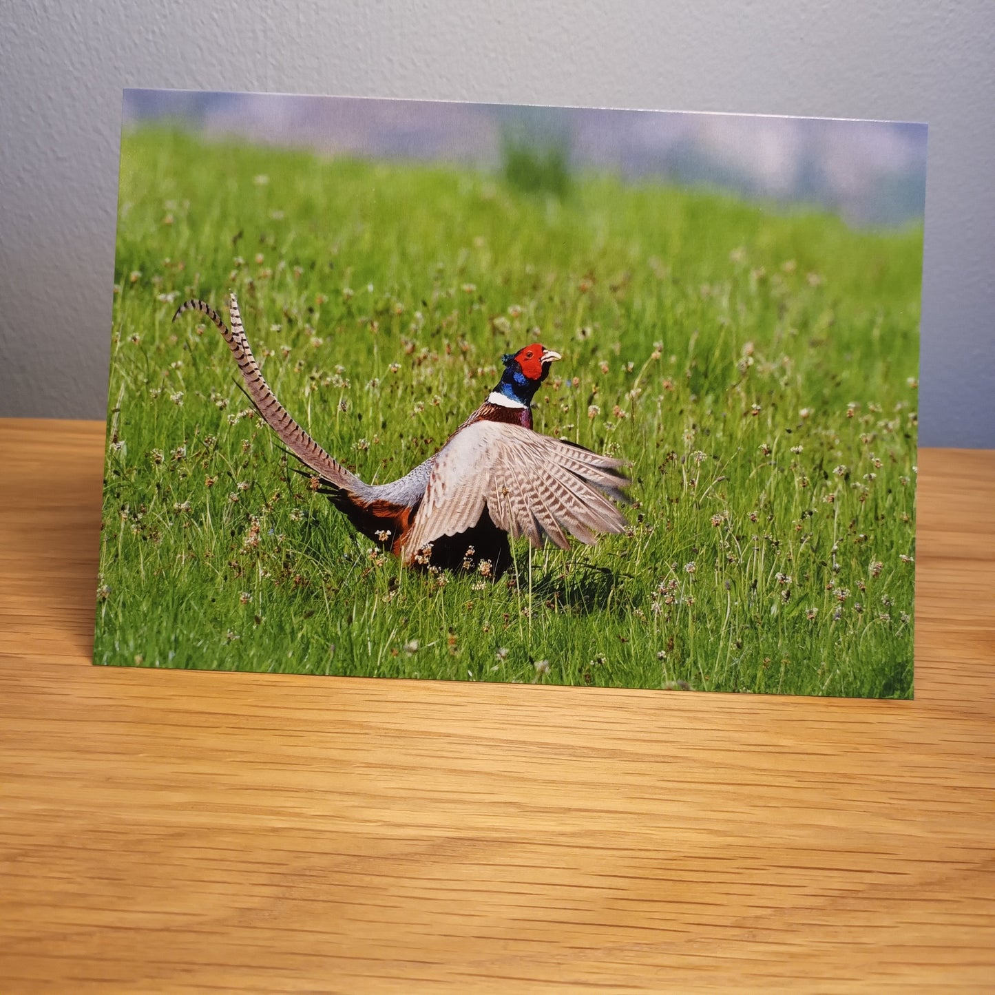  Pheasant (Cock) displaying ,Card  Highlands, Scotland