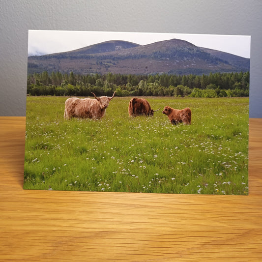 Highland Cows and Calf, Card, Highlands Scotland 