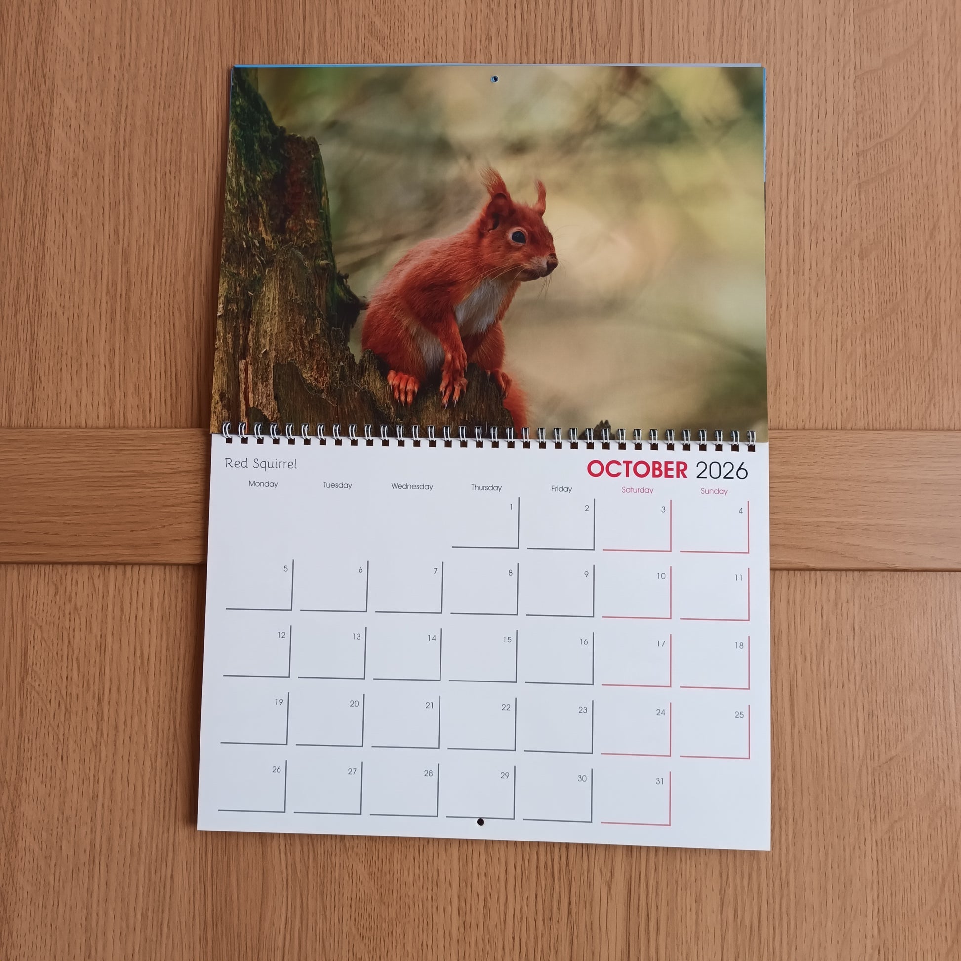 Red Squirrel , October 