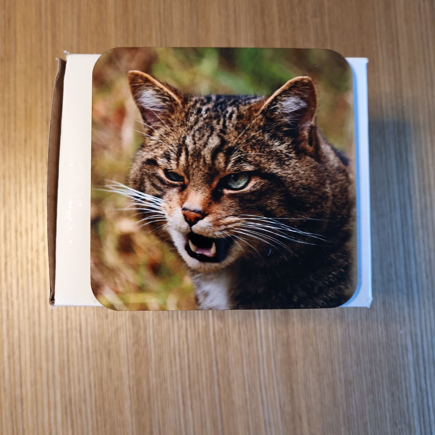 Wild Cat Coaster.