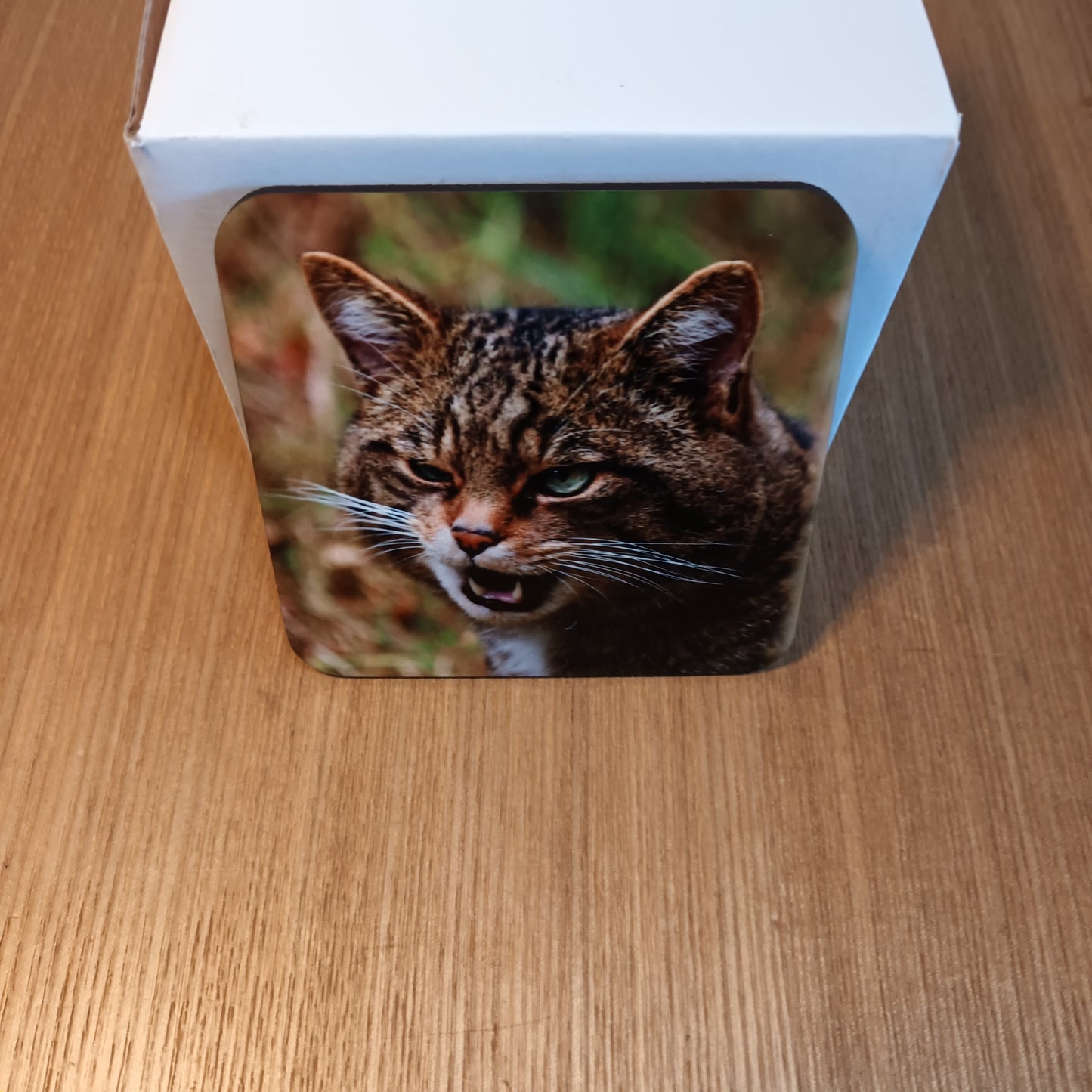 Wild Cat Coaster.