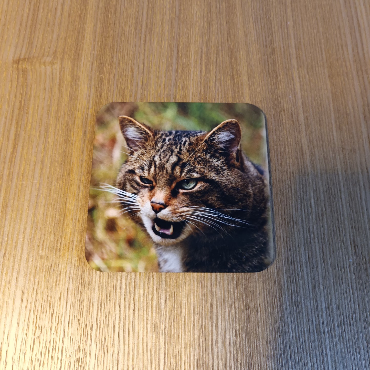Wild cat. Scotland . coaster.  
