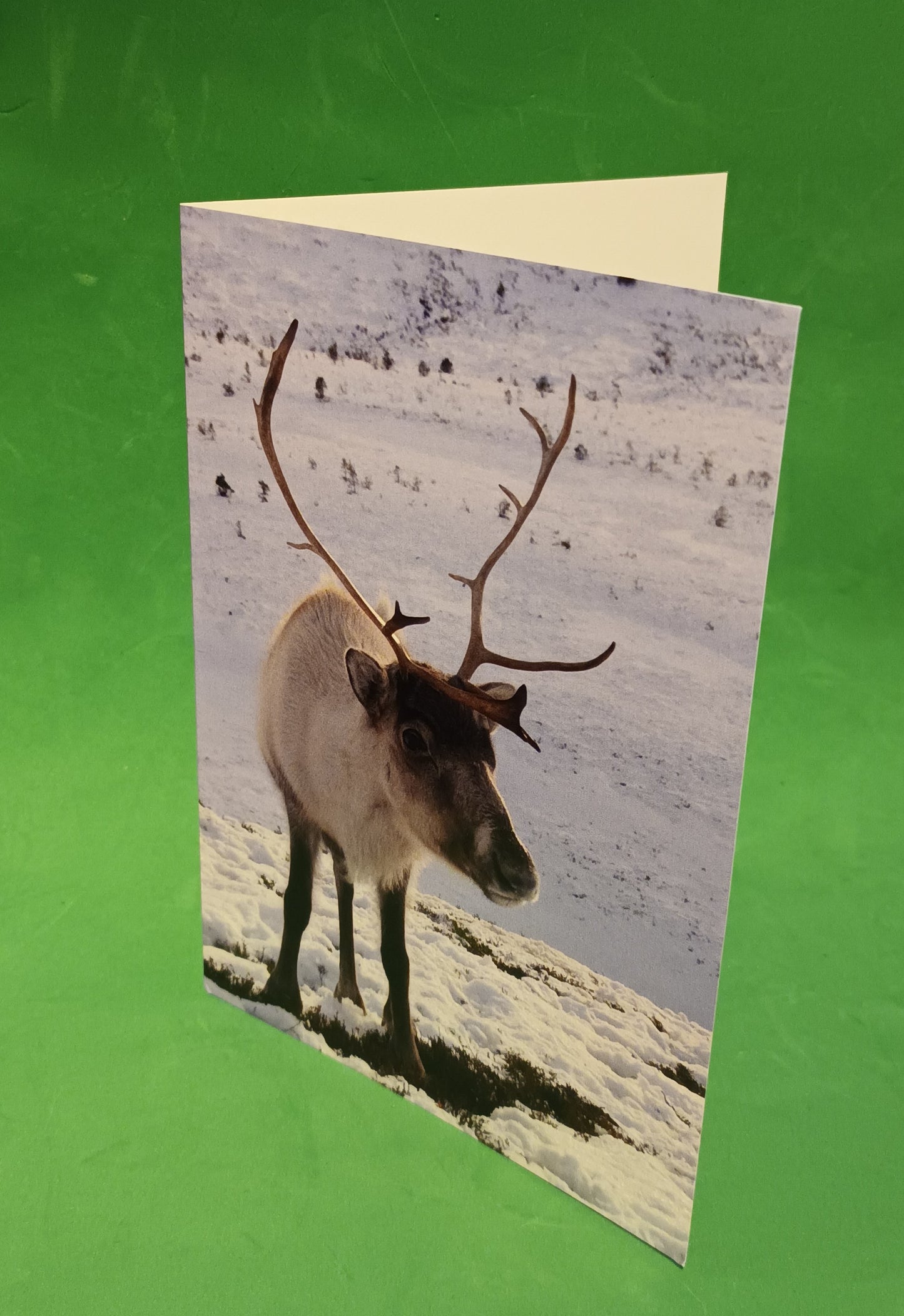 Cute photograph of 'Morven the Reindeer`