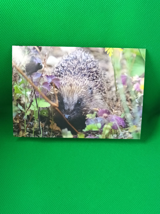 Hedgehog