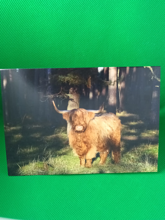 Highland Cow