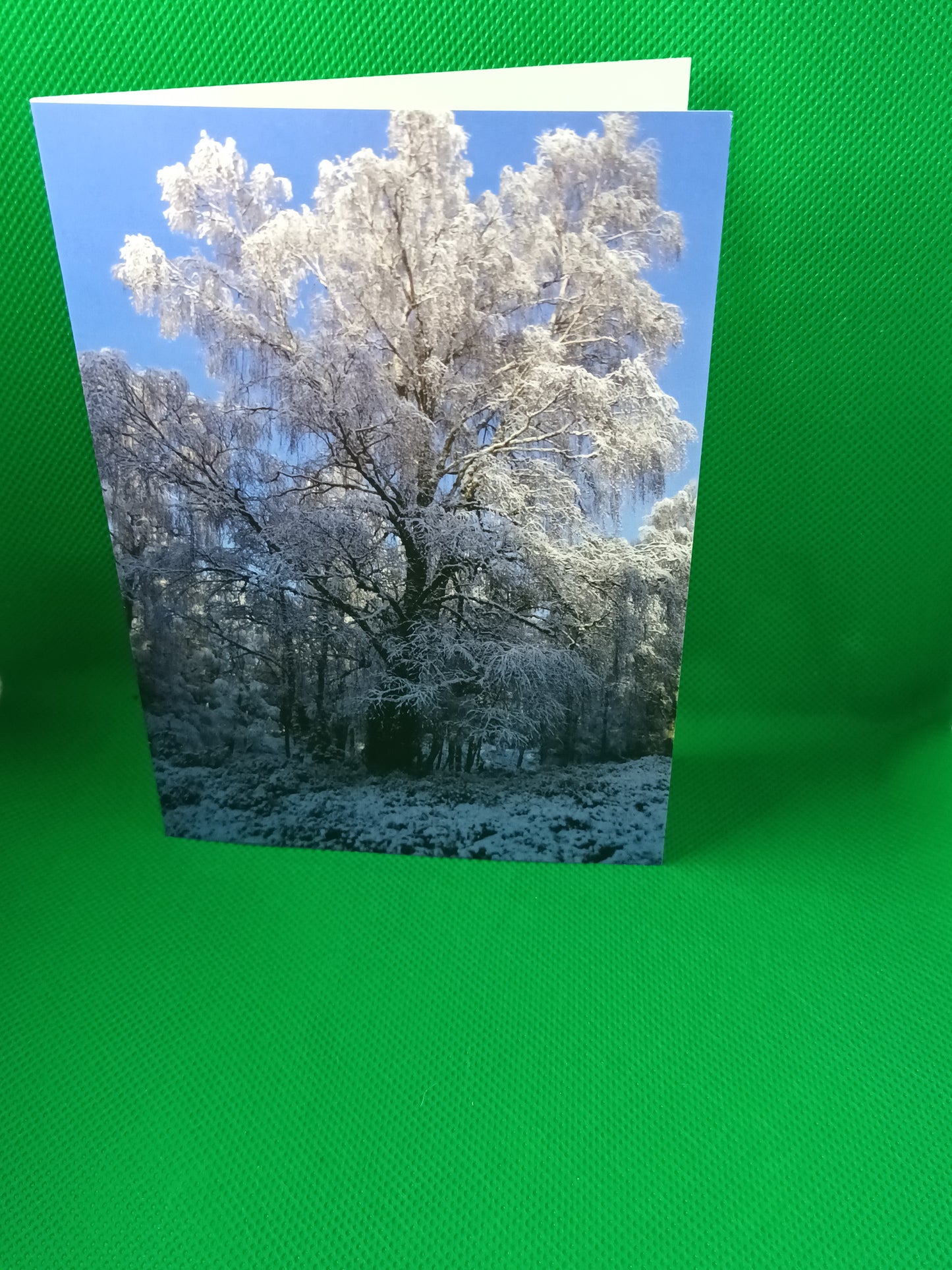 Snowy Tree. Glenmore