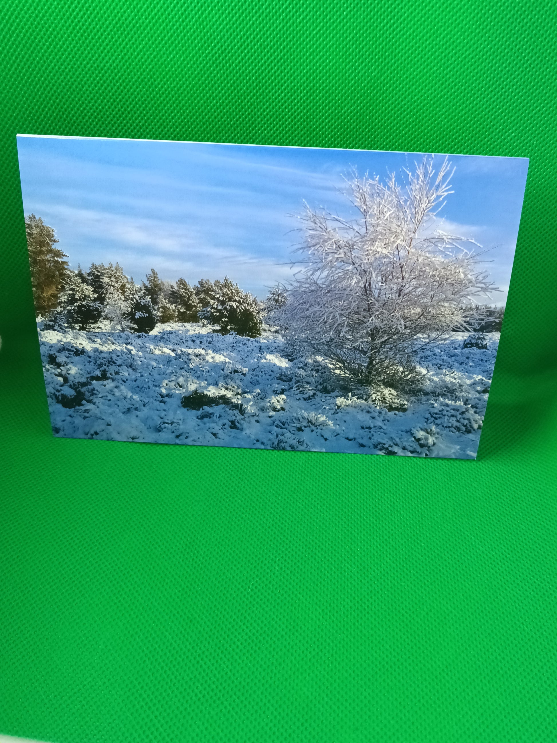Christmas Card (Snowy Trees, Glenmore)